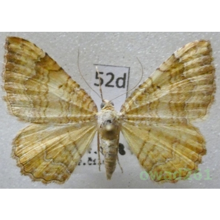 Camptogramma bilineata (Linnaeus, 1758) Slovakia52d